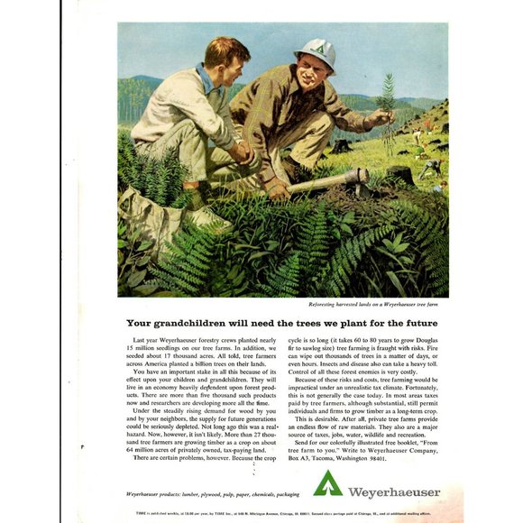 Weyerhaeuser Other Weyerhaeuser 964 Print Ad Advertising Vintage
